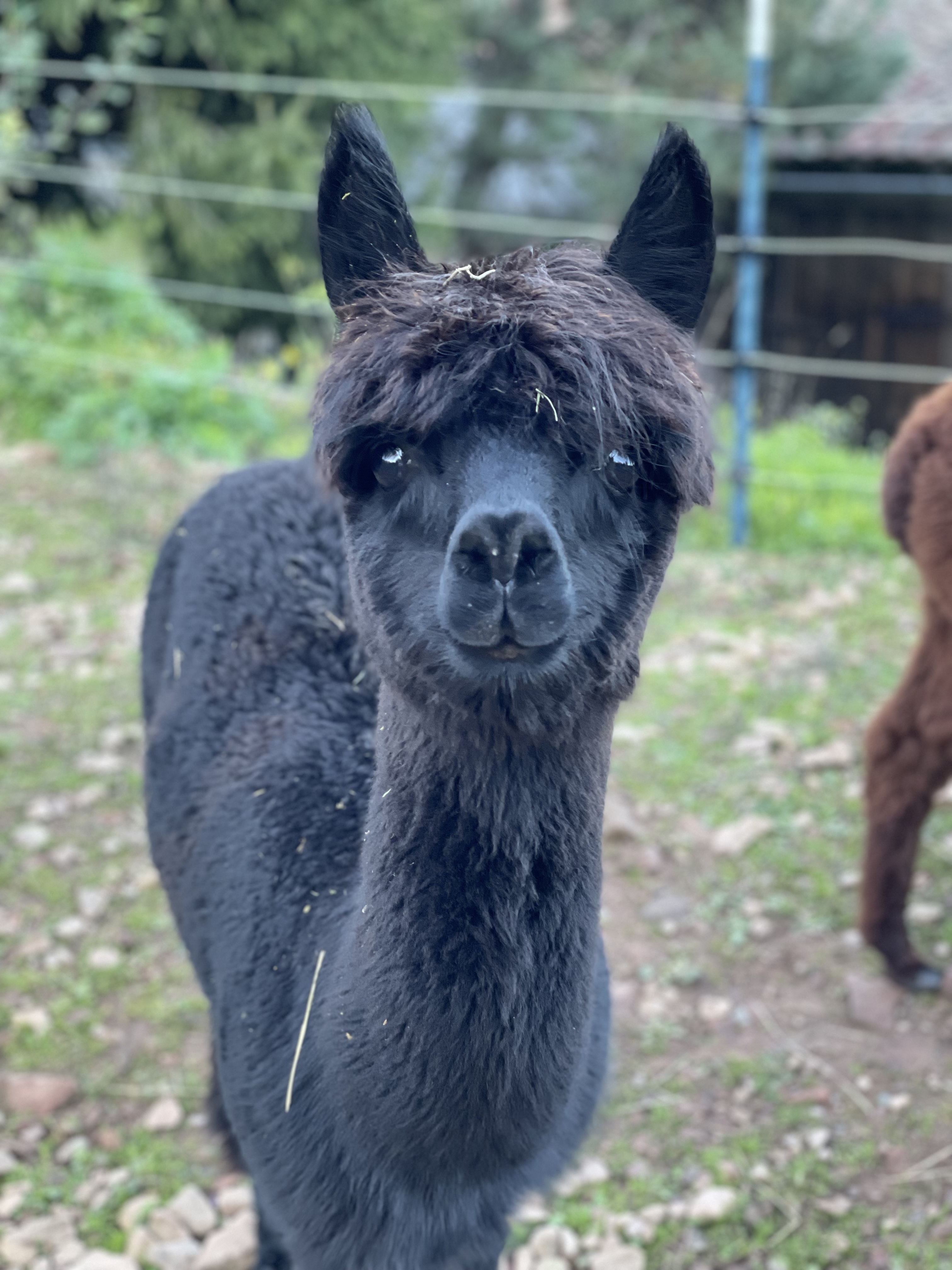 HLH Pina