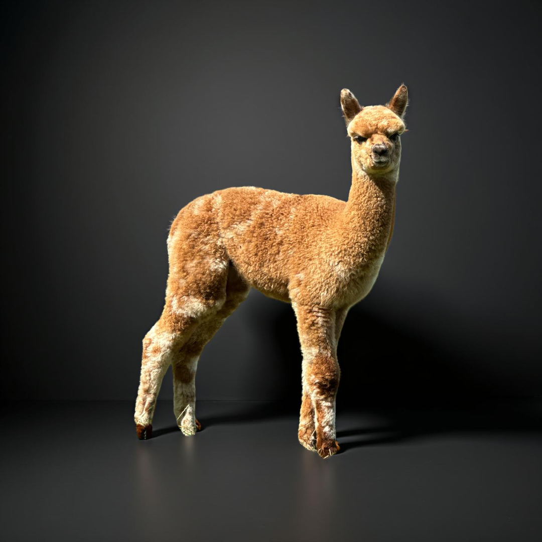 HERZ Appaloosa Eternal Legacy