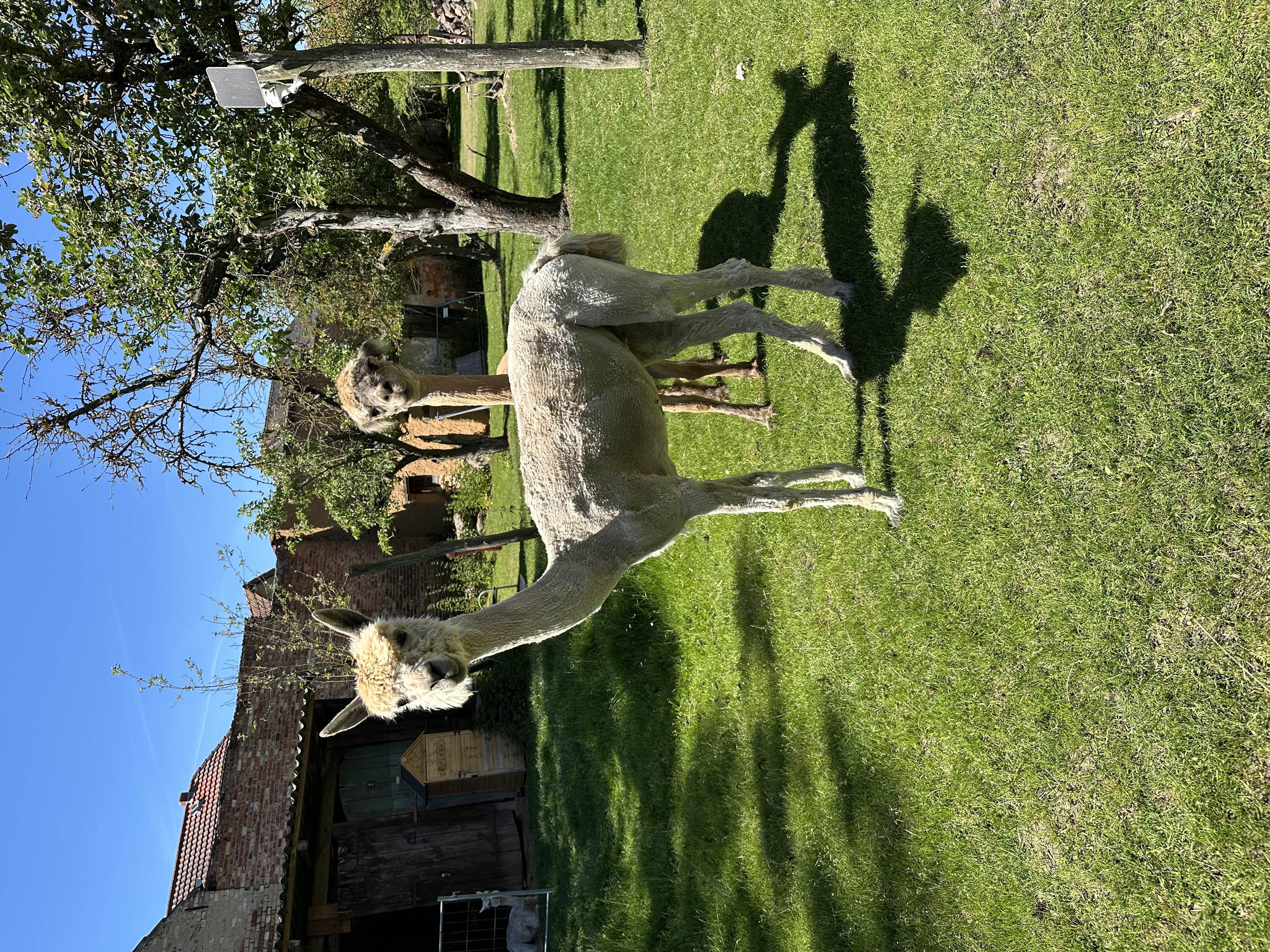 ATJ Alpakahof Tornau Buddy