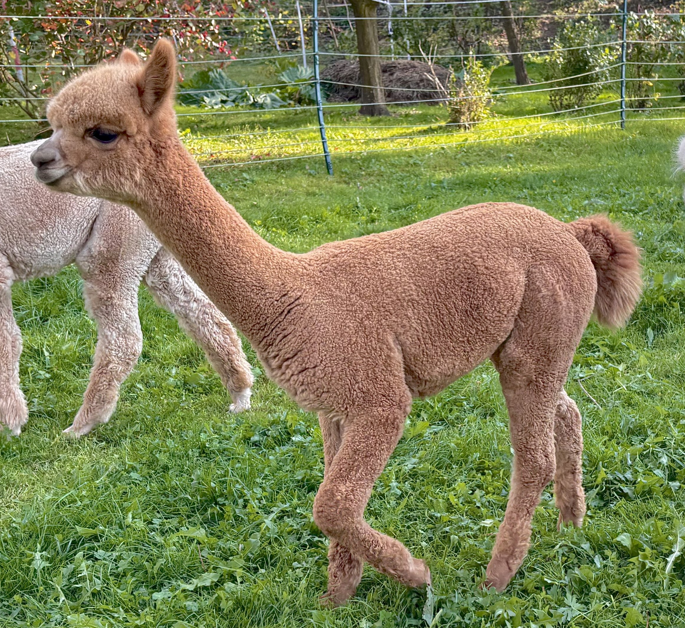 AADL Liesel