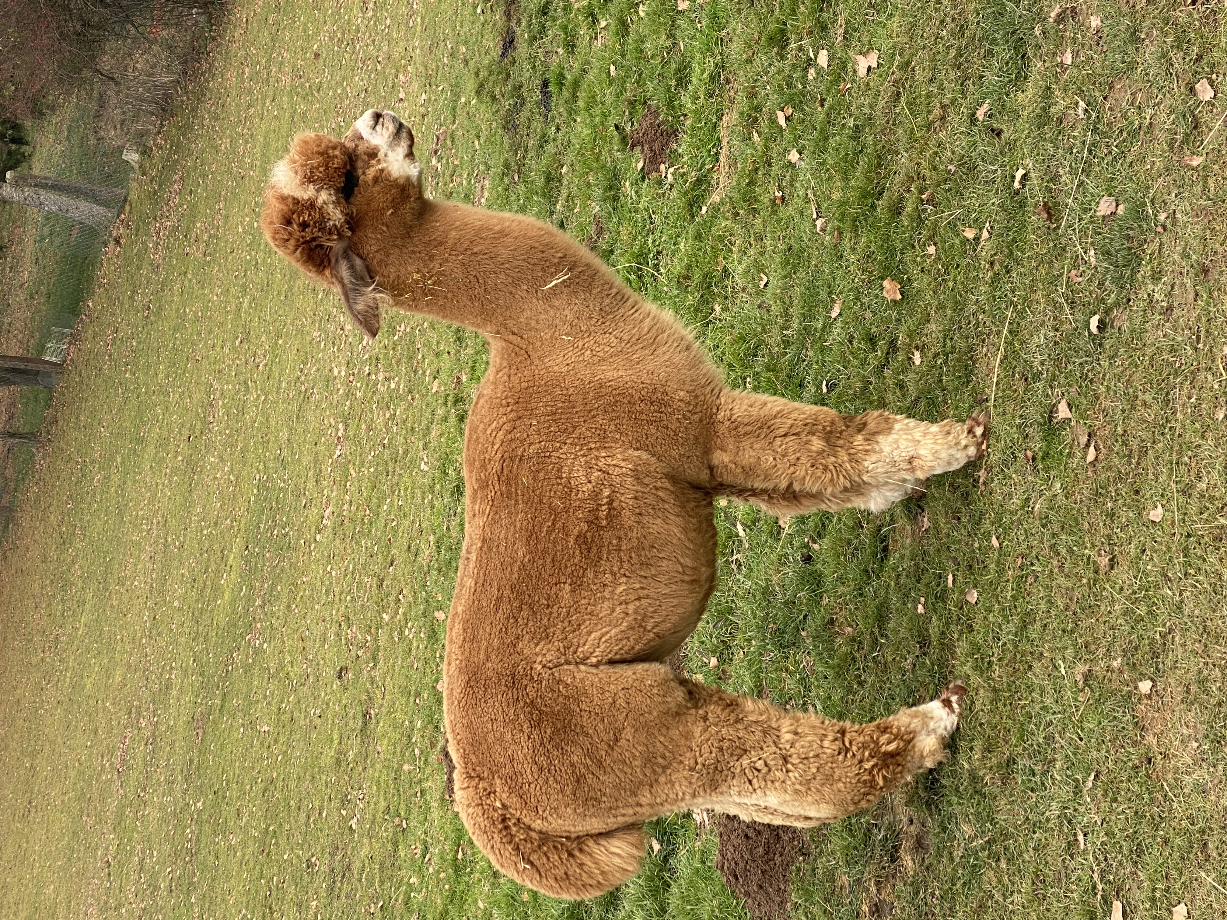 Deckhengst