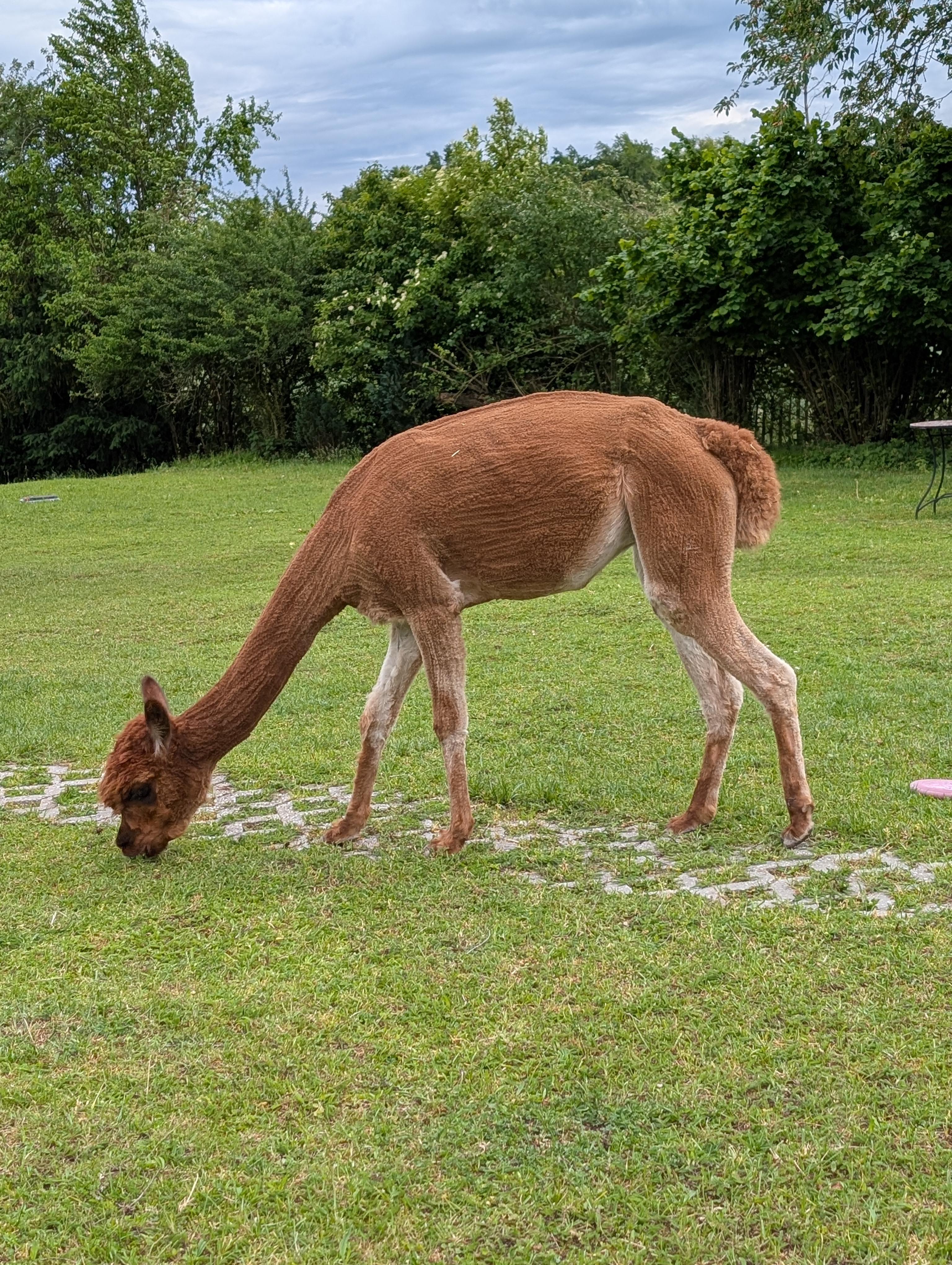 Sanftmütige und wunderschöne Zuchtstute - tolle Mama!