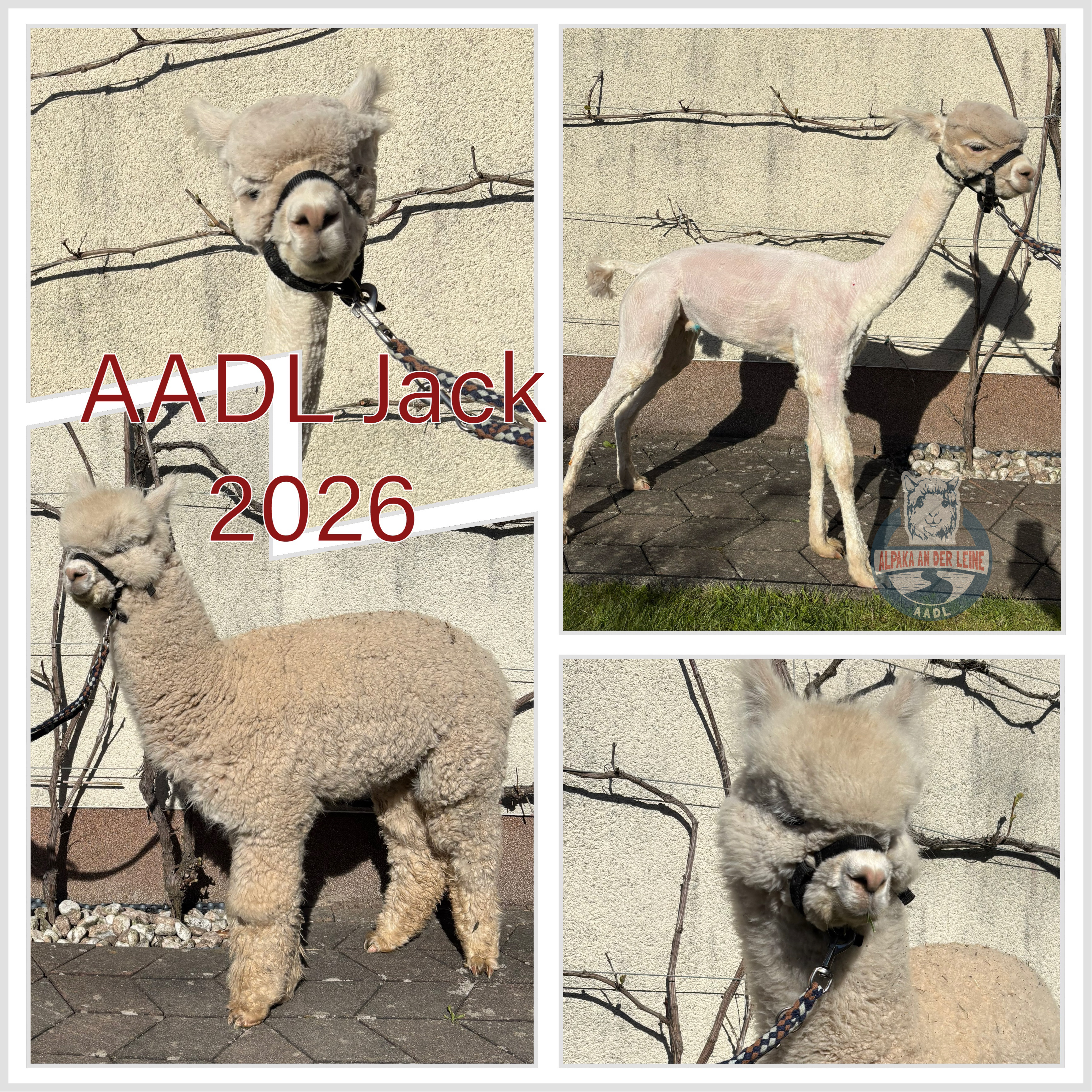 AADL Jack – typvoller Junghengst aus bewährten Oberberg- und AV-Benz-Linien