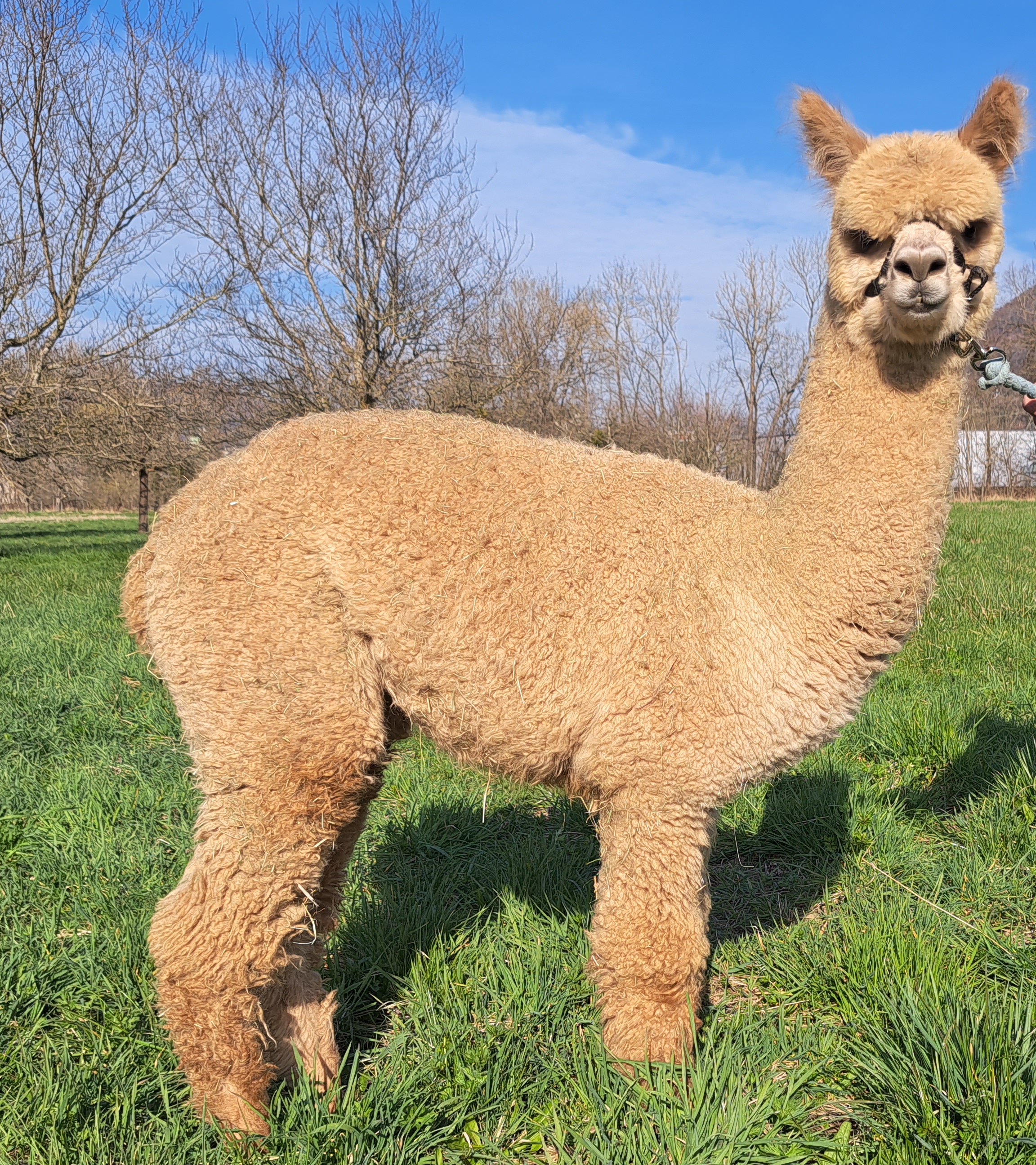 fawn farbene Stute