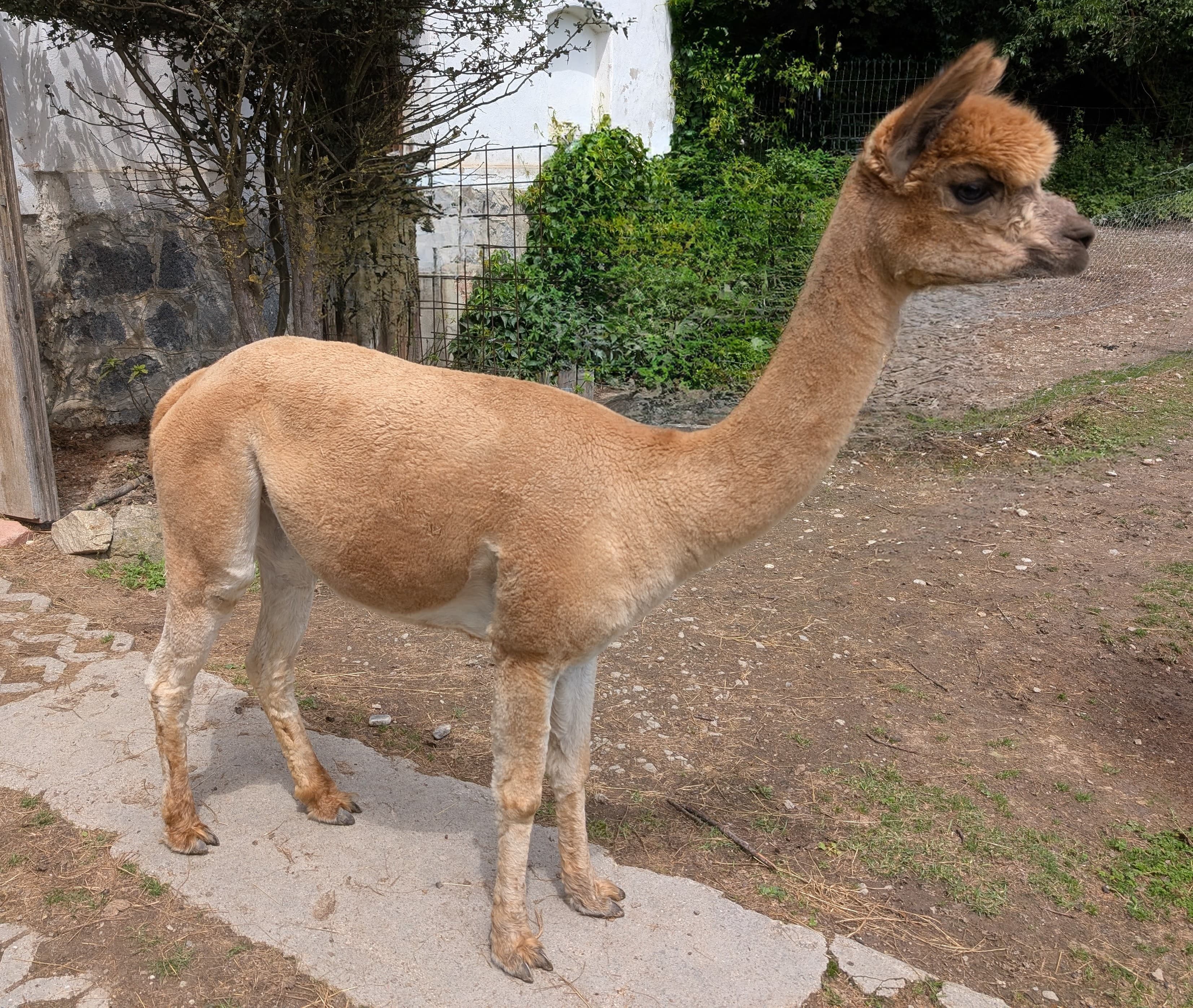 Prächtige Zuchtstute in Fawn
