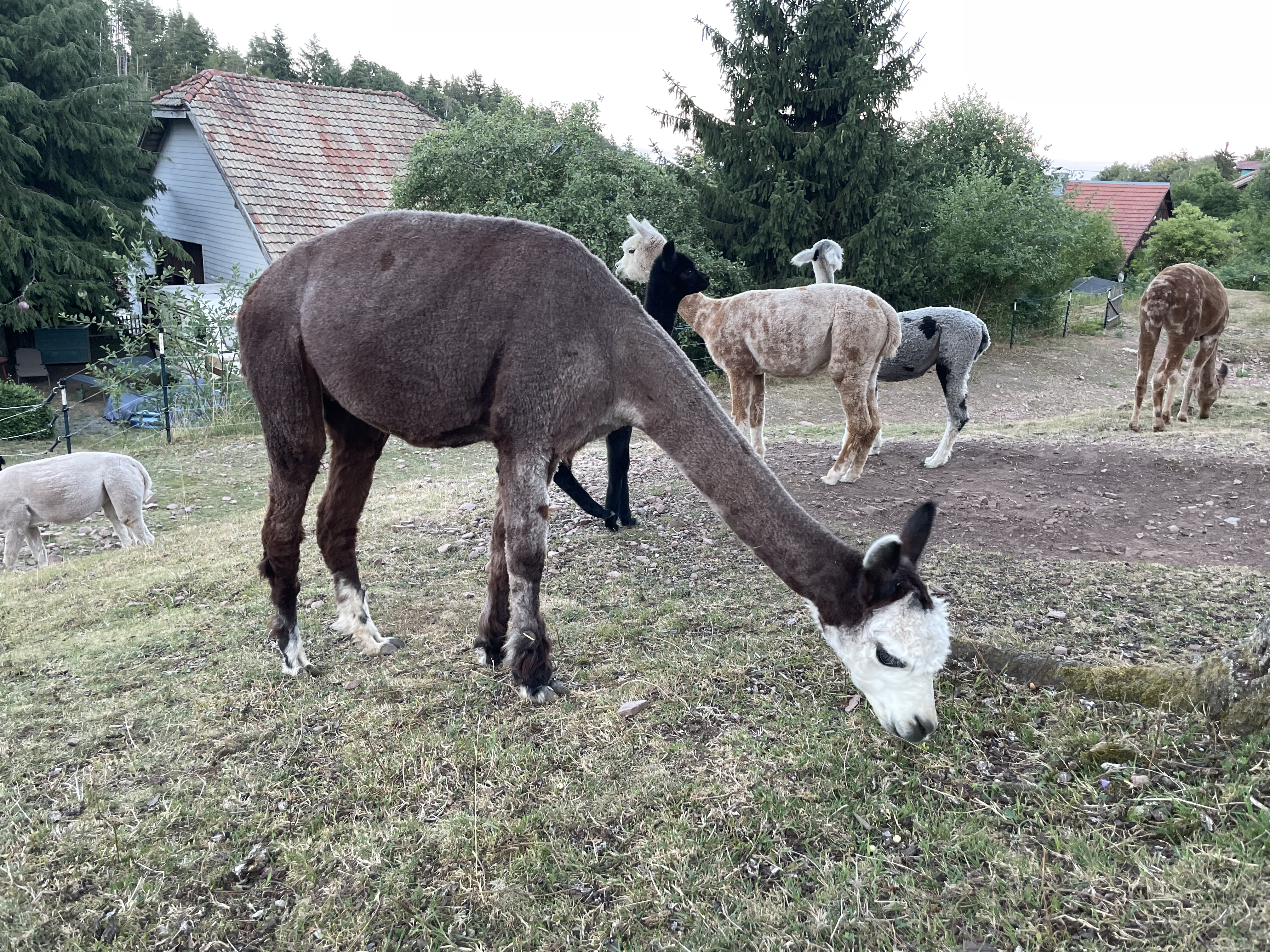 Rosegrey Stute mit schwarzem Stutfohlen bei Fuss