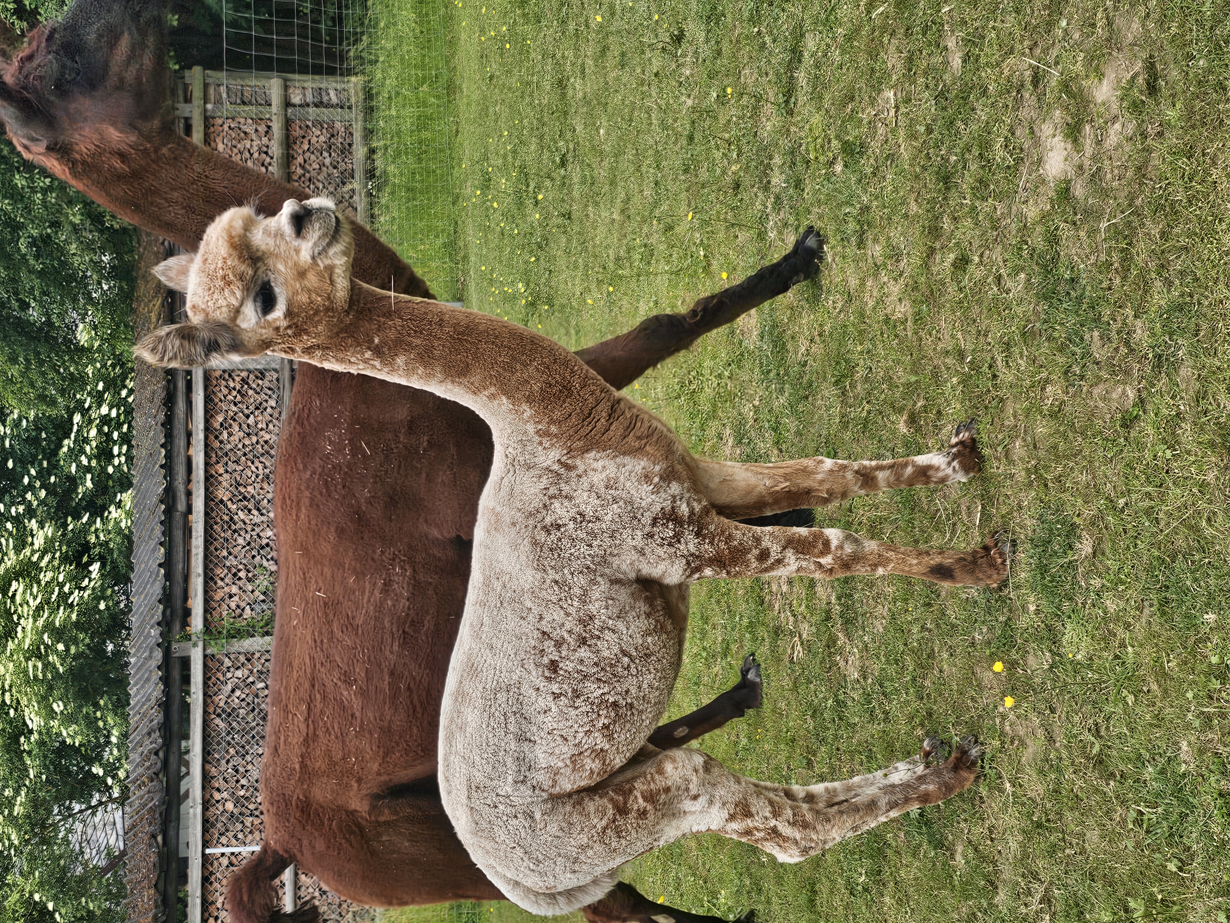 Appaloosa Jungstute